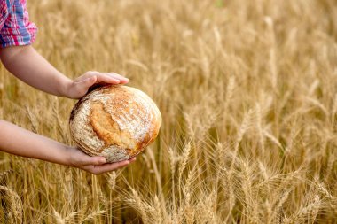 A female farmer in a straw hat and checkered shirt holds fragrant bread in her hands on a ripe wheat field. The smell of freshly baked bread.