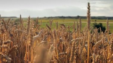 Yellow ears wheat sway in the wind, the background field of ripe ears of wheat, Harvest, Wheat growing on field, video.