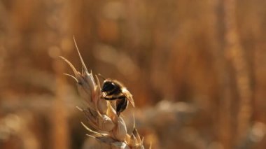 A honey bee sits on a ripe ear of wheat. Pollination. A field of ears of corn.