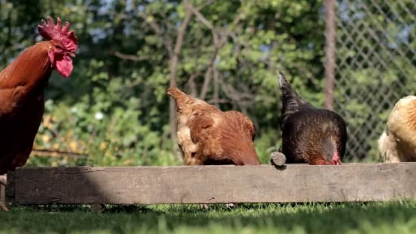 Rural Domesticated Chickens Eat Mangers Agriculture Chickens Yard — Video Stock