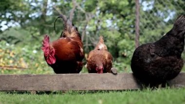 Birkaç kırmızı, çiftlik tavuğu kırsalda mısır yiyor. Çiftçilik ve Evcil Hayvan Konsepti.