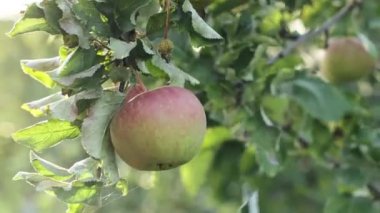 A juicy red apple on a branch of an apple tree in the sun
