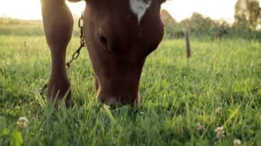 A young small red calf is grazing in a meadow. Agriculture. Cattle breeding.