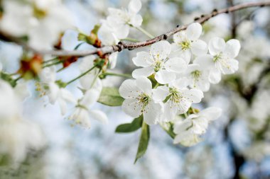 Baharın başlarında açan ağaçta beyaz çiçek, arka plan maviydi. Yüksek kalite fotoğraf.