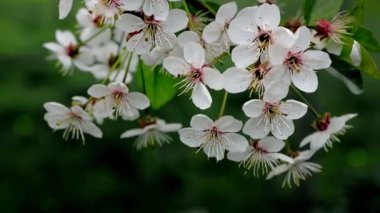 Baharın başlarında açan ağaçta beyaz çiçek, arka plan mavisi..