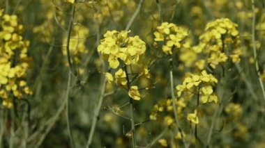 Sarı çiçek açan kolza tohumu tarlası. Hayvan yemi, sebze yağı ve biyodizel üretimi için kolza tohumu yetiştirilir..