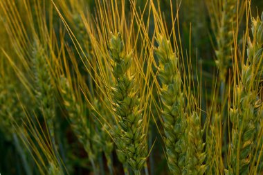 Yeşil, taze buğday kulaklarını kapat. Yeşil arpa kulakları. Gelecek hasat.
