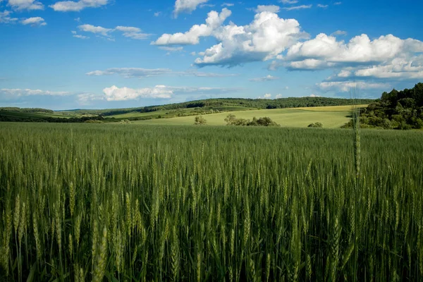 Grüne Weizenfelder Vor Blauem Himmel Landschaft Mit Einem Feld Aus — Stockfoto