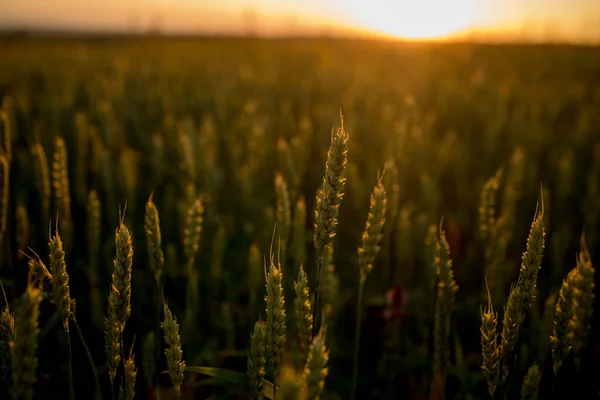 Spikeletten Van Tarwe Groeien Het Veld Bij Zonsondergang Jonge Spikeletten — Stockfoto