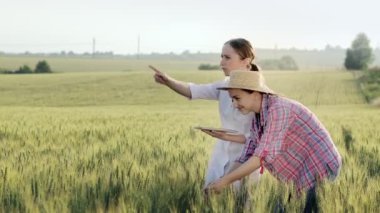 Beyaz önlüklü genç kadın laboratuvar teknisyeni ve dişi çiftçi yeşil buğday tarlasında hasat sürecini kontrol ediyor. Yeni bir buğday ekini büyüyor. Tarım ve tarım kavramı.