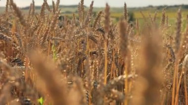 Yellow ears wheat sway in the wind, the background field of ripe ears of wheat, Harvest, Wheat growing on field, video.