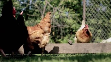 Birkaç kırmızı, çiftlik tavuğu kırsalda mısır yiyor. Çiftçilik ve Evcil Hayvan Konsepti.