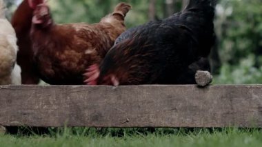 Rural domesticated chickens eat from mangers outside. Agriculture. Chickens in the yard.
