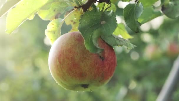 Juicy Red Apple Branch Apple Tree Sun — Stock Video