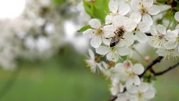 Honigbiene Auf Einer Blume Eines Blühenden Frühlingsbaumes Blühender Zweig Mit — Stockvideo
