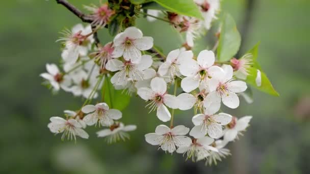 Weiße Blüte Baum Der Zeitigen Frühling Blüht Hintergrund Bläulich — Stockvideo