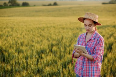 Genç bir fcrmer tahıl tarlasını kontrol eder ve bir tabletten bulut 'a veri gönderir. Akıllı tarım ve dijital tarım kavramı. Organik gıda ürünlerinin başarılı üretimi ve yetiştirilmesi.