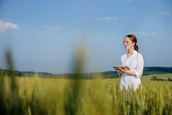 Scientist Technologist White Coat Young Wheat Field Writes Data Year — Stock Photo, Image