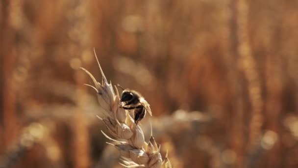 Honey Bee Sits Ripe Ear Wheat Pollination Field Ears Corn — стоковое видео