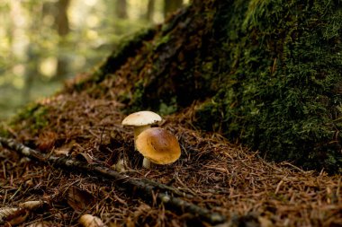 Ormanda beyaz mantarlar, yapraklardan oluşan bir arka plan, parlak güneş ışığı. Boletus. Mantar..