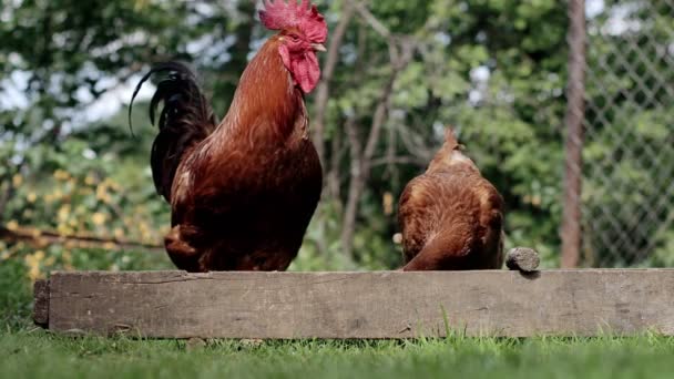 Rural Domesticated Chickens Eat Mangers Agriculture Chickens Yard — Stockvideo