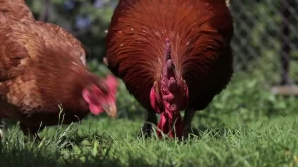 Rooster Chicken Pecking Green Grass Yard Rural Economy Home Farm — 图库视频影像