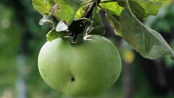 Juicy Green Apple Branch Apple Tree Sun — Αρχείο Βίντεο