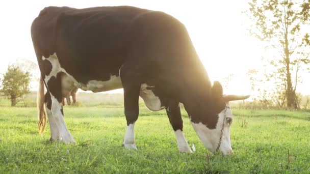 Una Vaca Blanco Negra Roza Pasto Bovinos Domesticados Con Cuernos — Vídeo de stock