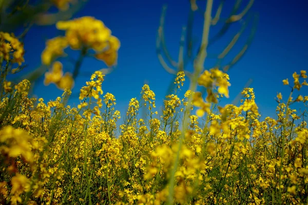 Campo Colza Flor Amarilla Colza Cultiva Para Producción Piensos Aceites —  Fotos de Stock