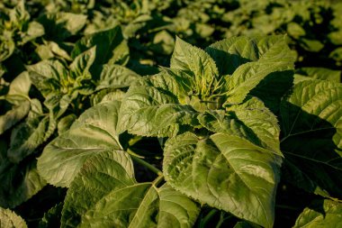 Çiçek açmamış yeşil ayçiçeklerine yaklaş. Ayçiçeği tarlası.