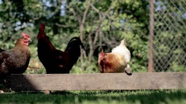 Rural domesticated chickens eat from mangers outside. Agriculture. Chickens in the yard.