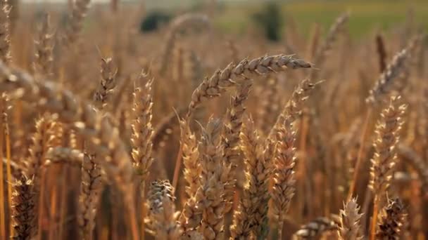 Yellow Ears Wheat Sway Wind Background Field Ripe Ears Wheat — Stockvideo