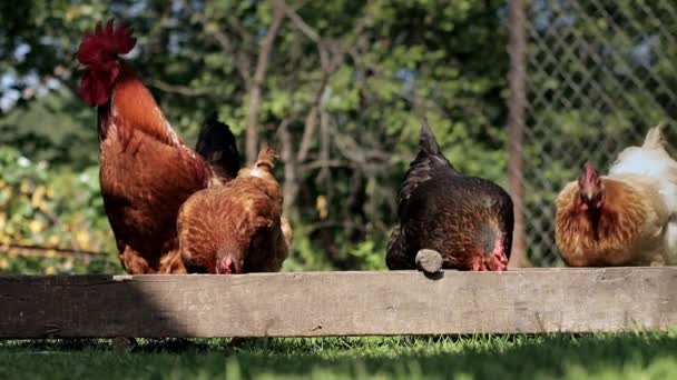 Rural Domesticated Chickens Eat Mangers Agriculture Chickens Yard — Video Stock