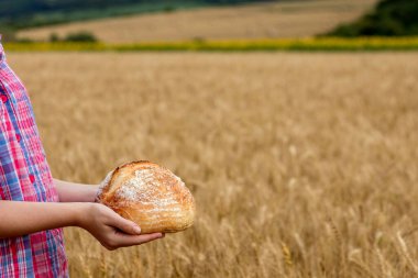 A female farmer in a straw hat and checkered shirt holds fragrant bread in her hands on a ripe wheat field. The smell of freshly baked bread.