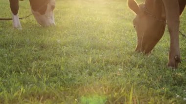 Siyah beyaz bir inek ve buzağısı çayırda otluyor. Boynuzlu evcil sığırlar. Tarım. Ev çiftliği.