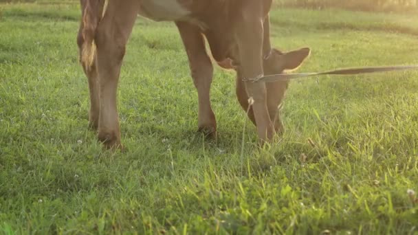 Young Small Red Calf Grazing Meadow Agriculture Cattle Breeding — Stockvideo