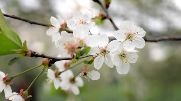 Biały Kwiat Drzewie Kwitnącym Wczesną Wiosną Rozmazane Tło — Wideo stockowe