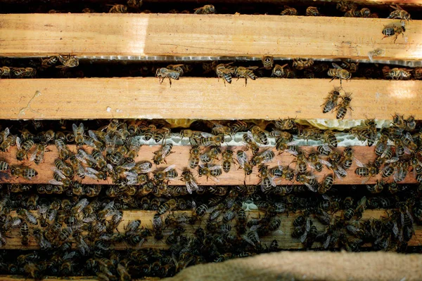 Honey bees fly near a wooden hive. Worker bees. Apiculture.