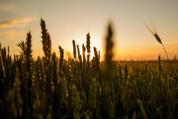 Orelhas Verdes Trigo Pôr Sol Culturas Não Maduras Agricultura Cultivo — Fotografia de Stock