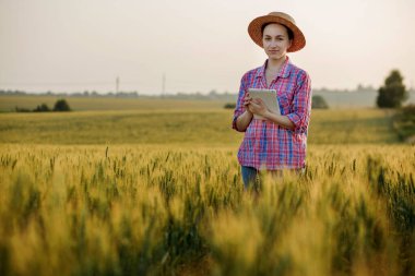 Genç bir fcrmer tahıl tarlasını kontrol eder ve bir tabletten bulut 'a veri gönderir. Akıllı tarım ve dijital tarım kavramı. Organik gıda ürünlerinin başarılı üretimi ve yetiştirilmesi.