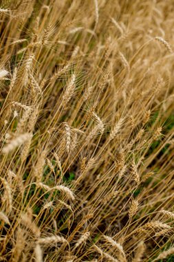 Güneşli bir günde altın buğday tarlası. Büyük hasat ve verimli tohum endüstrisi kavramı.
