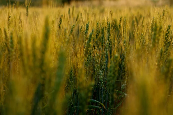 Primer Plano Espigas Verdes Jóvenes Trigo Orejas Cebada Verde Cosecha — Foto de Stock