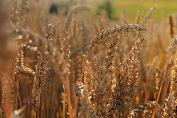 Желтые Уши Пшеницы Раскачиваются Ветру Фоновое Поле Спелых Колосьев Пшеницы — стоковое фото
