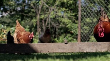 Birkaç kırmızı, çiftlik tavuğu kırsalda mısır yiyor. Çiftçilik ve Evcil Hayvan Konsepti.