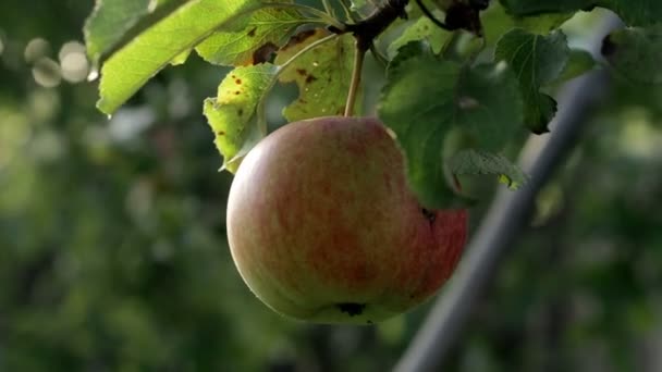 Juicy Red Apple Branch Apple Tree Sun — Stock Video