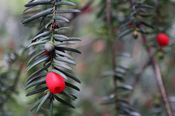 The branches and berries of the yew tree. Yew tree macro in the nature.