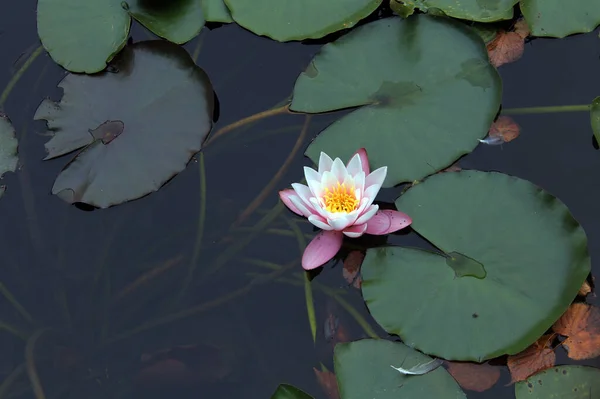 Nilüferler gölette