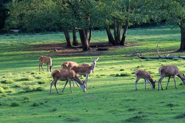 Herd Deers Grazes Green Meadow Zoo Aviary Group Young Deer — Stock Photo, Image