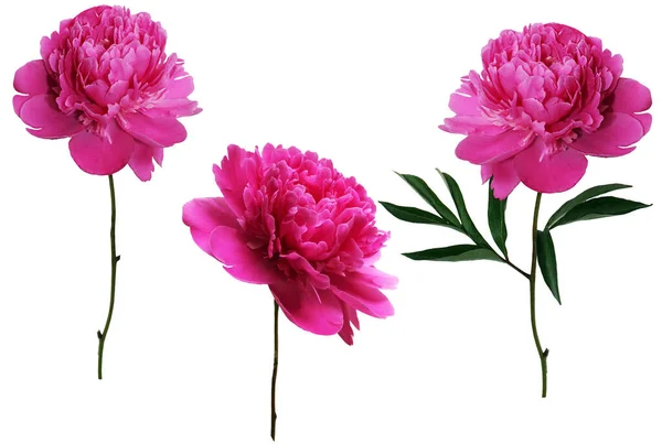 Pink buds of peonies flowers isolated on white background. Set of blooming lush peonies for design