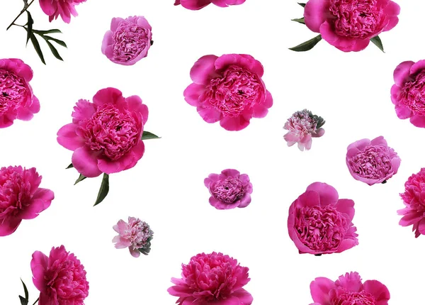 Flower pattern of pink and white peony flowers, branches, and leaves petals on white background. Flat lay, top view. Peony flower texture. Seamless floral pattern for design. Set isolated on white